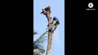 coconut tree cutting in kerala, simple tree cutting