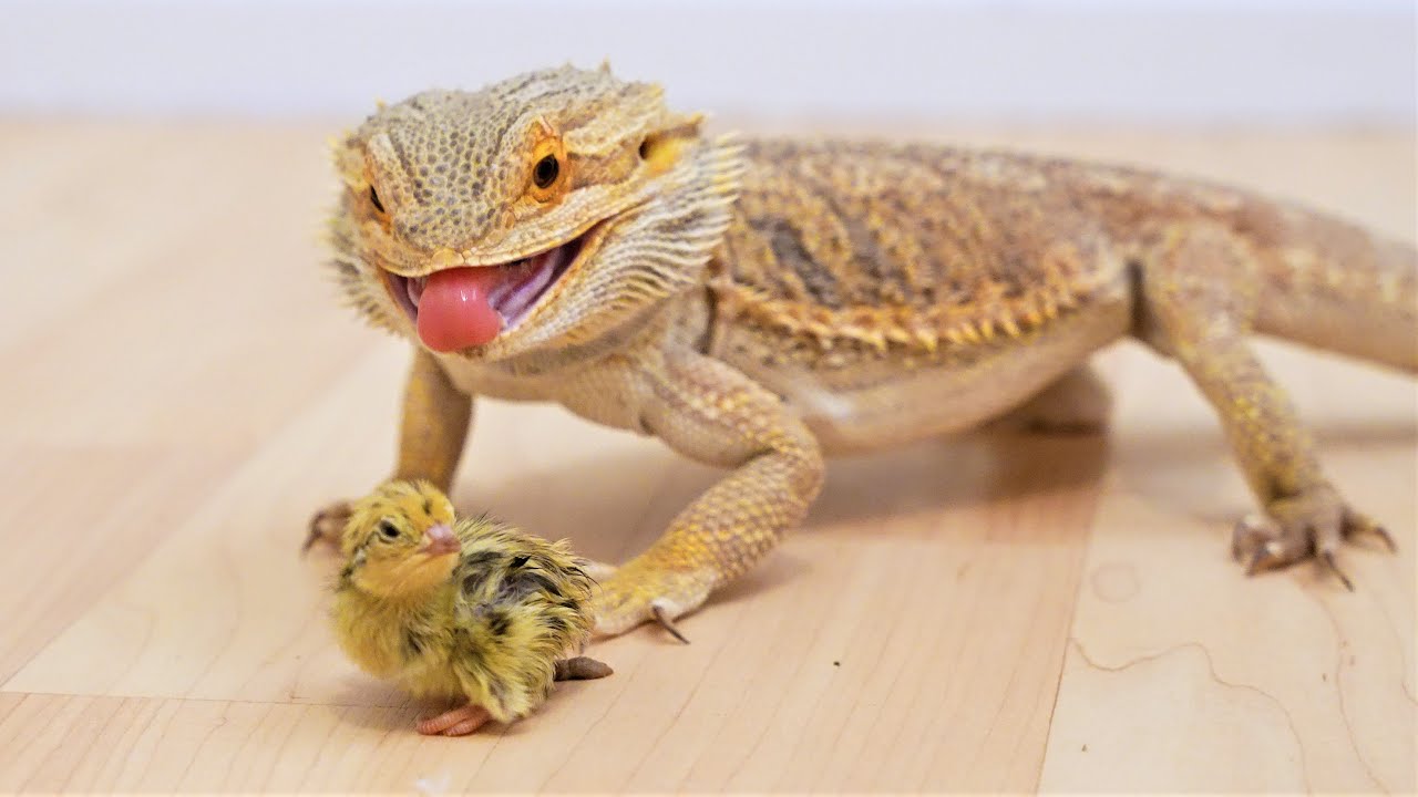 Bearded Dragon Eating Mouse