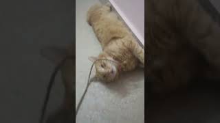 வெளில போறானாம் பிக்காளி பய dogs waiting #cat #kittycomedy #comedyvideos #munnabhai #persiancatvideo