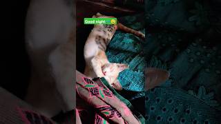 எல்லாரும் நல்லா தூங்குங்க #cat #chittukuruviyt #funnycat #funnyanimal #ytshorts #catlover #trending