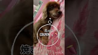 【○○で散歩モード全開】17歳老犬ちょこちゃん#shorts #犬  #虹の橋  #痙攣