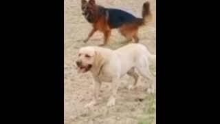 labrador dog fight mood with GermanShepherd #pets