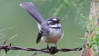 Grey Fantail – Quorrobolong