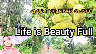 ഒന്ന് പറമ്പത്ത് പോയ്‌ ചക്ക പറിച്ചു 🌲🌳Evining Vlog🏠 ഇങ്ങനെയും സന്തോഷിക്കാം 😍