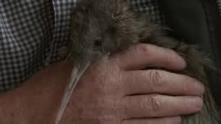 Meet the Locals: Cape kiwi