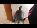 人間に慣れすぎたカメ ミシシッピアカミミガメ＆アカハラガメ red eared slider u0026 red bellied turtle