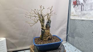 working on my lilac bonsai