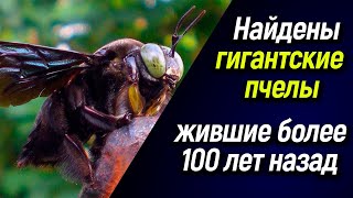 🐞 Найдены гигантские пчелы, жившие более 100 лет назад 🐜