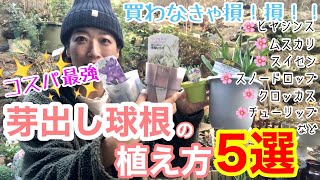 【芽出し球根】土植え？水耕栽培？「植え方5選」をご紹介😄/ 今からでも植えられて、確実に咲かせられる最強苗✨/ 株分けの方法や根洗い、苔の使い方、水遣り方法あり【ガーデニング】