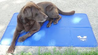 Review: Arf Pets Cooling Mat for Dogs