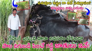 Hybrid Napier Grass Cultivation | 7989077277| How to plant Super Napier | పాల దిగుబడిని పెంచే గడ్డి