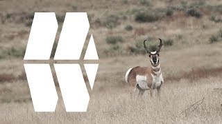 ODWC Talks Pronghorn Antelope