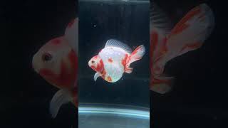 「フィッシュマスターオ」金魚 #goldfish #金魚のフン #aquarium #金魚のフン #中国金魚 #fish #金魚ちょうちん #koi #中国産金魚