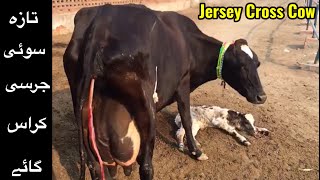 Best Jersey Cow | Jersey Cholistani Cross breed | Animal Sale Point