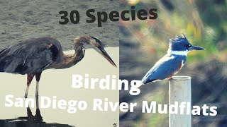 Birding the San Diego River Tidal Mudflats - San Diego Birding - 30 Species Identified