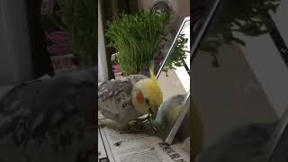 オカメインコが豆苗食べるだけの動画🌱#shorts #cockatiel #オカメインコ