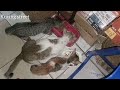 Kehangatan kucing jalanan yang kami rescue