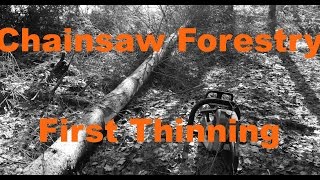 Chainsaw Forestry - First thinning and forwarding