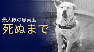 世界で最も忠実な犬、ハチ公の物語！