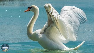 Beautiful Piano Music With Birds - Beautiful Swan with relaxing piano music for Stress relief 4K UHD