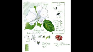 Getting Started with Nature Journaling