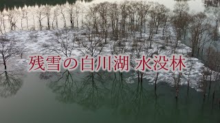 残雪の白川湖水没林４K　　Shirakawa Lake Submerged Forest 4K with Remaining Snow＃水没林　　＃白川湖　　＃白川湖水没林