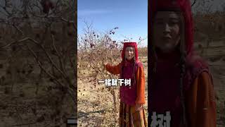 阿达西们~新疆红枣下树啦红枣 新疆是个好地方 三农 新疆红枣