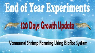 Vannamei Shrimp Farming in Biofloc - End Of The Year Experiment - 120 Days Growth Update