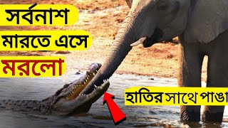 ভুল প্রানীর সাথে লরতে আসলে ,, এমনি হয়,, অবাক হবেন আপনিও