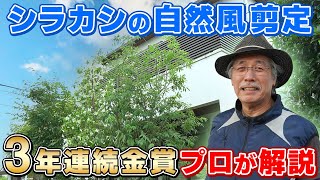 【シラカシの自然風剪定】業歴48年・3年連続金賞の名匠が作る至高の樹形＜プロが透かし剪定したらアブラムシが消えた！＞東京