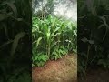 maize farming. agriculture farm sustainablefarming farming youtube maize beans