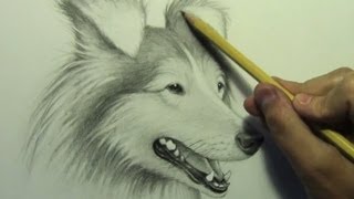 Drawing Time Lapse: Dog