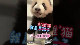 細佬,我是大'雄'貓丨#香港大熊貓 #panda #家姐細佬