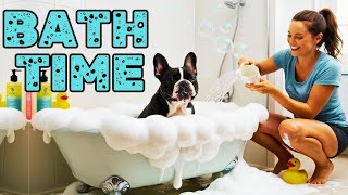 How Often Should You Bathe Your Dog? (The Surprising Answer!)