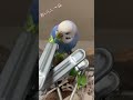 豆苗🌱を美味しそうに食べるぴぃちゃんとカイちゃん^ ^ shorts セキセイインコ parakeet