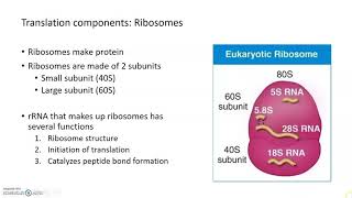 Gene expression: Translation and protein folding