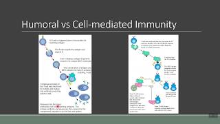 Humoral Immunity vs Cell Mediated Immunity - Big picture