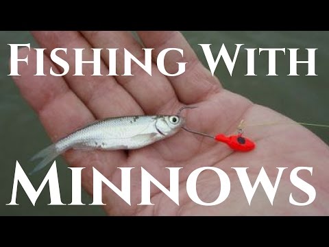 Multi Species Fishing with Live Minnows (Pond Fishing Tips) Multi Species Fishing with Live Minnows (Pond Fishing Tips)