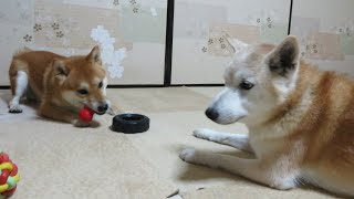 柴犬まめとちゃめの平凡な日常　その５９