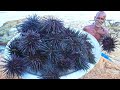 SEA URCHINS HUNTING | கடல் முல் எலி வேட்டை | Healthy Village Food |Grandpa Show