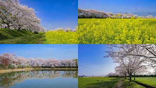 [4K] 藤原宮跡（奈良県橿原市）菜の花畑と桜 Rape blossoms field and cherry blossoms at Fujiwara Palace Ruins in NARA