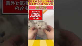 可愛すぎる猫動画見て癒されたら寝ろｗｗｗ #2ch動物スレ #2ch #動物 #猫 #shorts