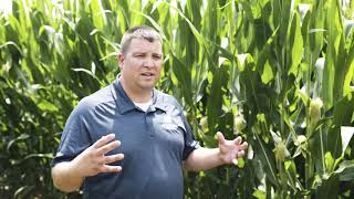 The special way Acapela™ moves within plants | Corteva Agriscience Canada