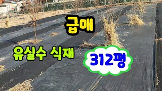 [#밀양토지][#밀양부동산] (매물번호 81051 ) 문의 055-355-8048  \