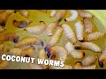 Traditional Fried Coconut Worms (Mpose) || Traditional Congolese Food