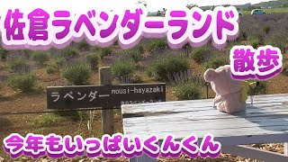 【ラベンダー】ショートVer.19　佐倉ラベンダーランド　街ぶら　おそとだいすき