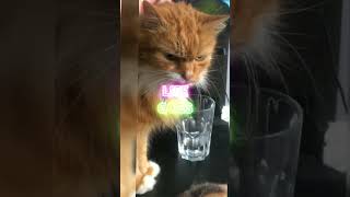 cute_cat please subscribe
