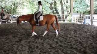 Dressage Schoolmaster for Sale - Waroujo