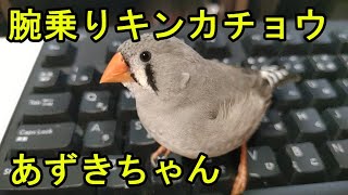 【手乗り？】腕乗り荒鳥キンカチョウのあずきちゃんです【Zebra finch】