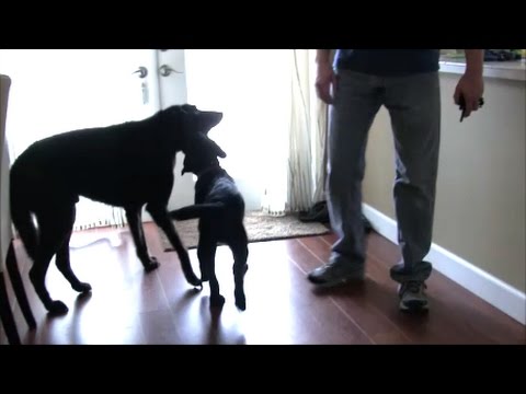Stopping a puppy from harassing a 14 year old dog Stopping a puppy from harassing a 14 year old dog